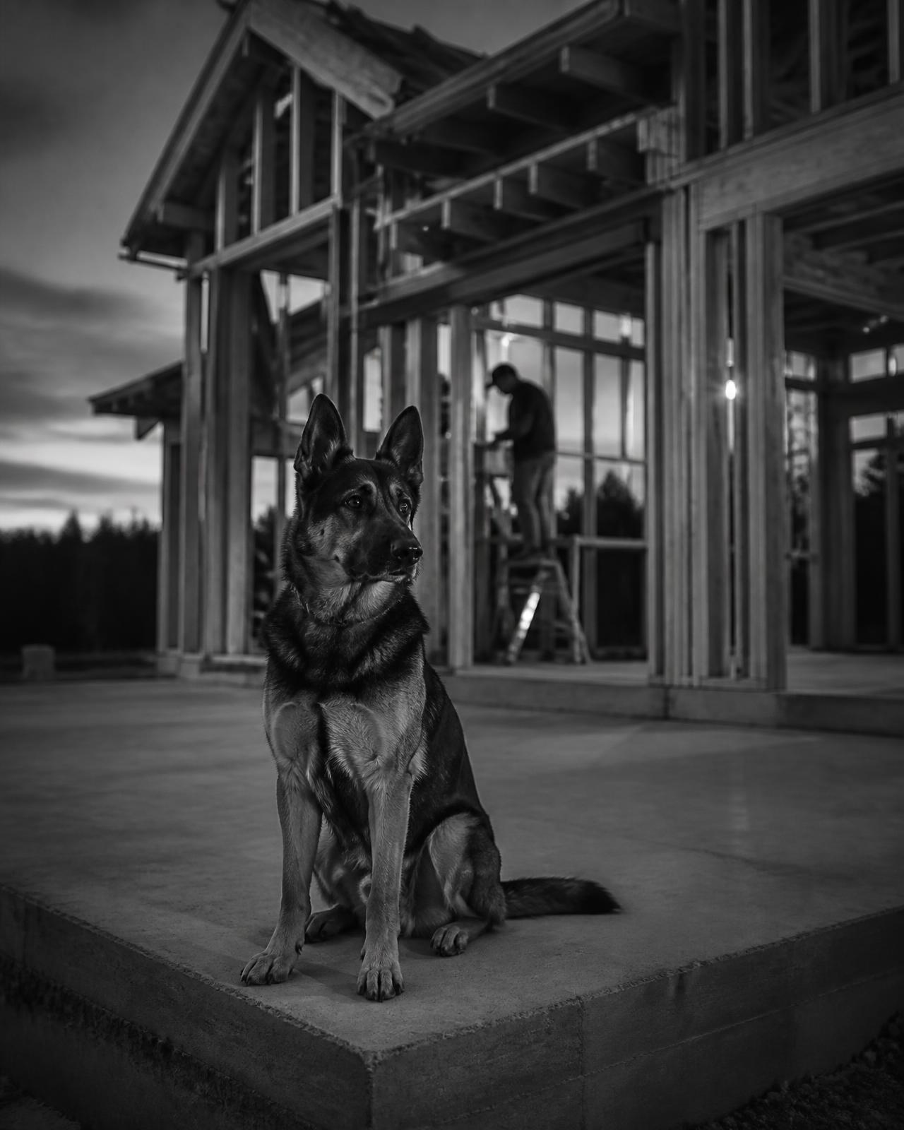 Nova, the dog behind the name, on a Nova Luxe Homes jobsite at dusk